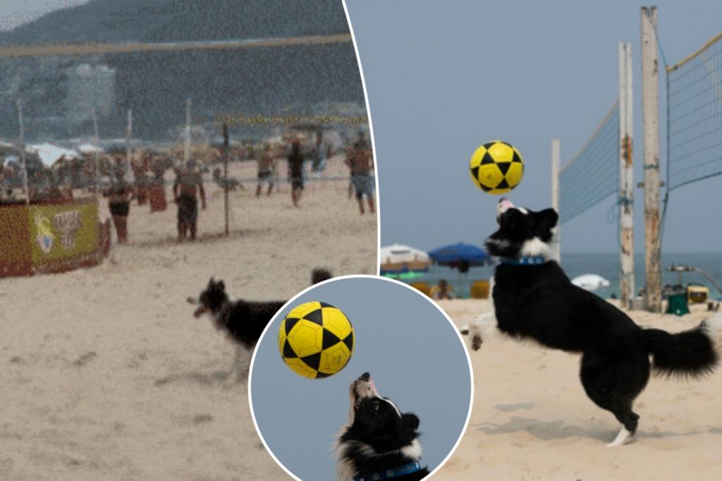 Brazil's latest sports star is a dog who mastered foot volleyball - a combination of soccer and volleyball